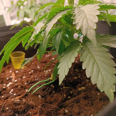 Purple CousKush  growlog timeline photo