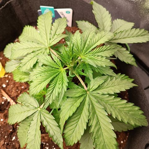 Purple CousKush  growlog timeline photo