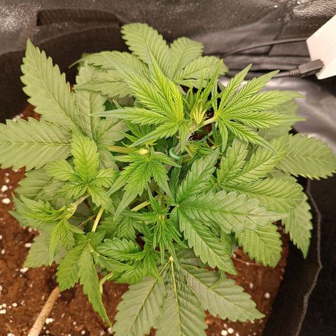 Fat Banana growlog timeline photo