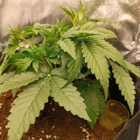 Fat Banana growlog timeline photo