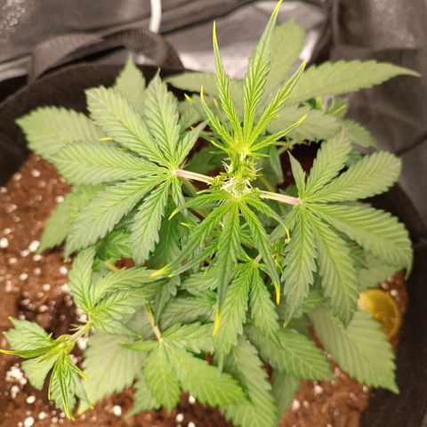 Gelato growlog timeline photo