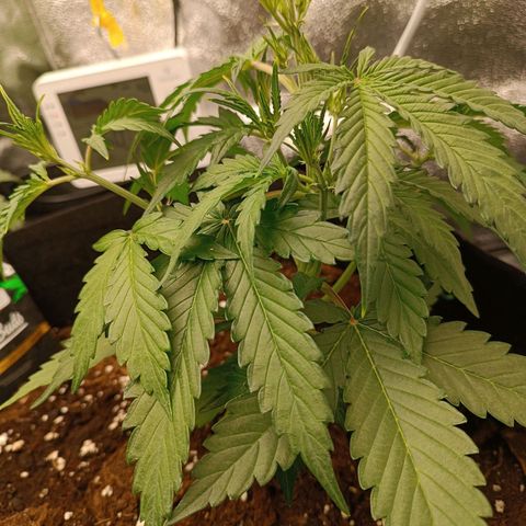 Gelato growlog timeline photo