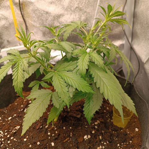 Gelato growlog timeline photo
