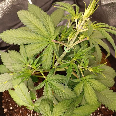 Gelato growlog timeline photo