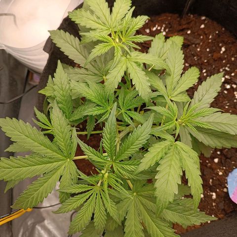 Candy Rain  growlog timeline photo