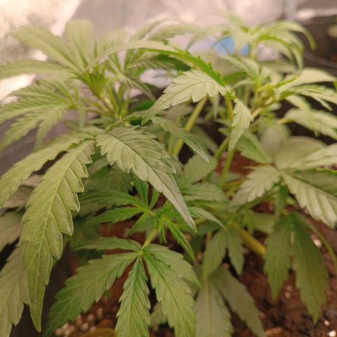 Candy Rain  growlog timeline photo