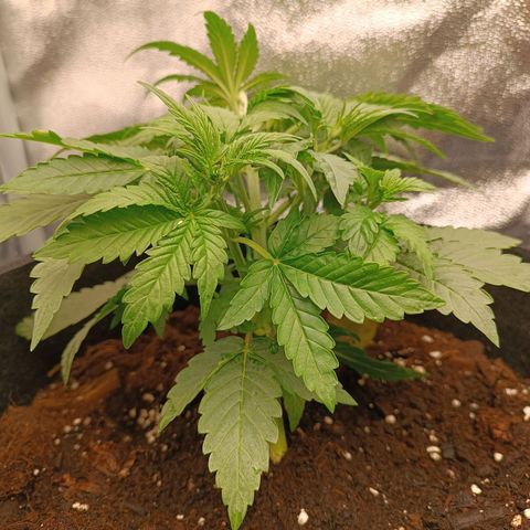 Fat Banana growlog timeline photo