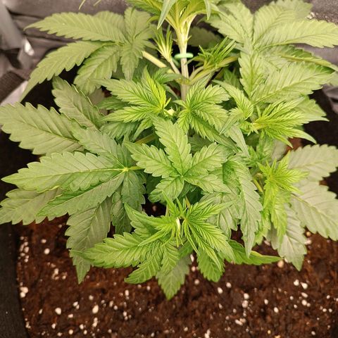 Fat Banana growlog timeline photo
