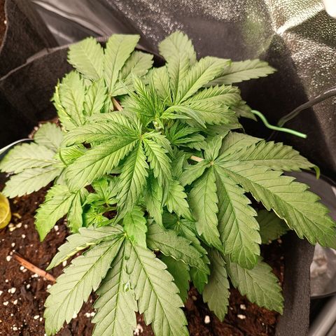 Purple CousKush  growlog timeline photo