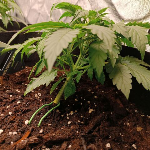 Purple CousKush  growlog timeline photo