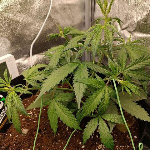Gelato growlog timeline photo