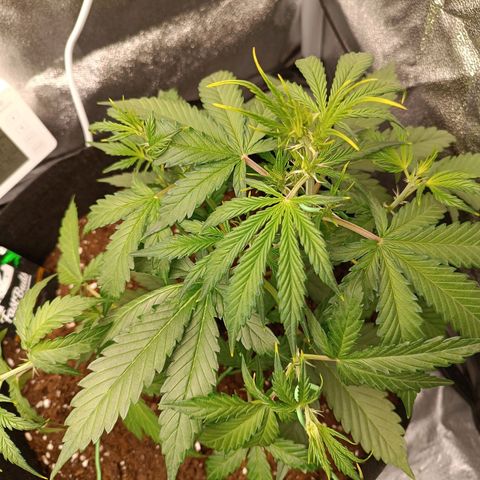 Gelato growlog timeline photo
