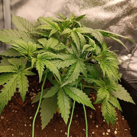 Fat Banana growlog timeline photo