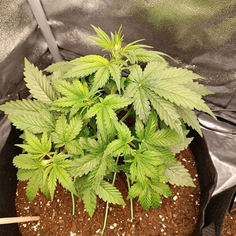 Fat Banana growlog timeline photo