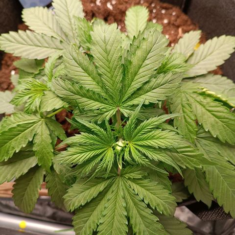 Purple CousKush  growlog timeline photo