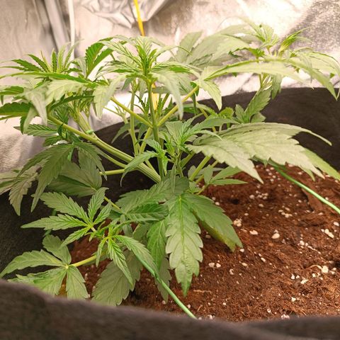 Candy Rain  growlog timeline photo