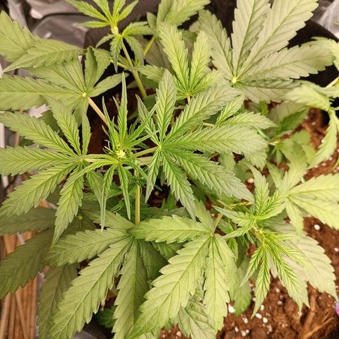 Candy Rain  growlog timeline photo