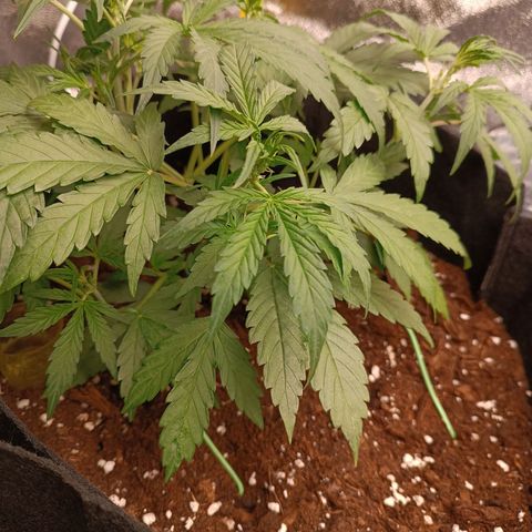 Candy Rain  growlog timeline photo
