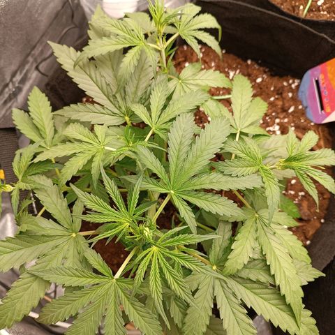 Candy Rain  growlog timeline photo