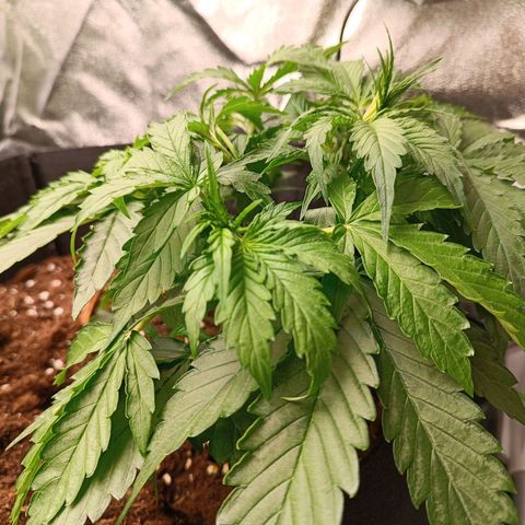 Purple CousKush  growlog timeline photo