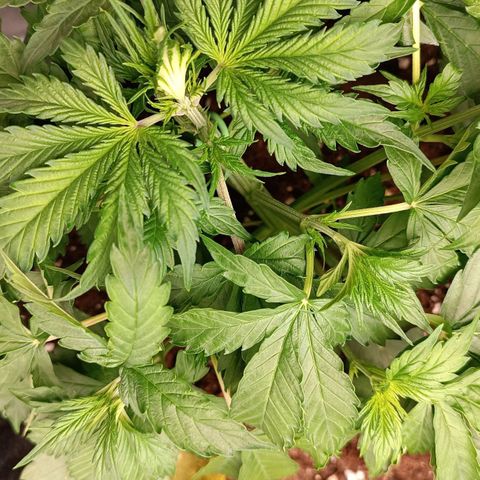Purple CousKush  growlog timeline photo
