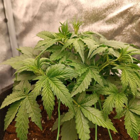 Fat Banana growlog timeline photo