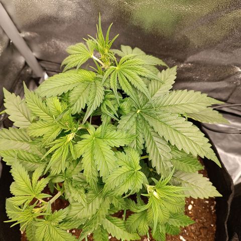 Fat Banana growlog timeline photo