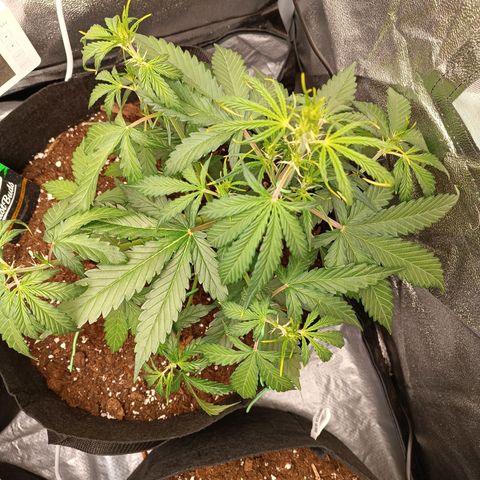 Gelato growlog timeline photo
