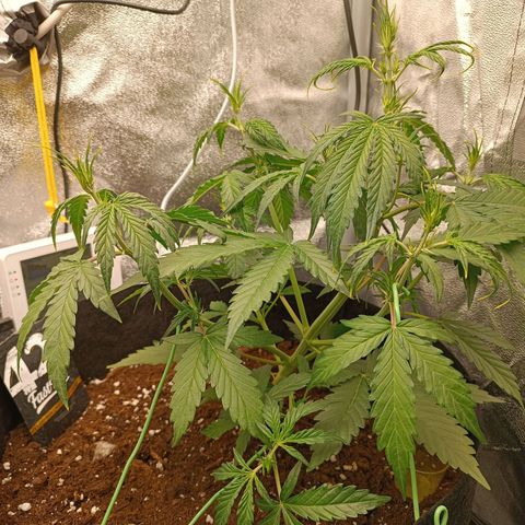 Gelato growlog timeline photo