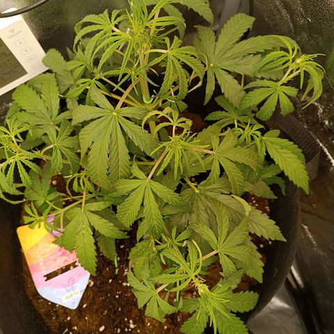 Candy Rain  growlog timeline photo