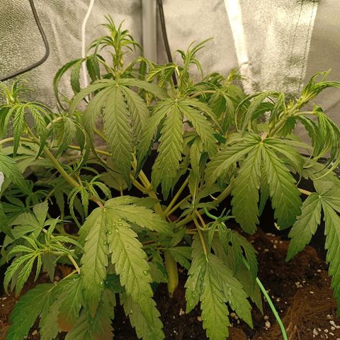 Candy Rain  growlog timeline photo