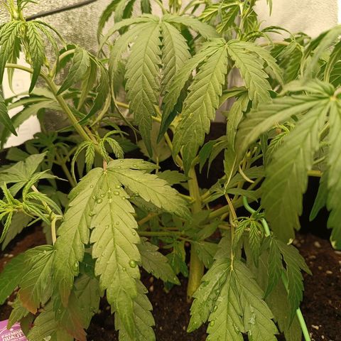 Candy Rain  growlog timeline photo