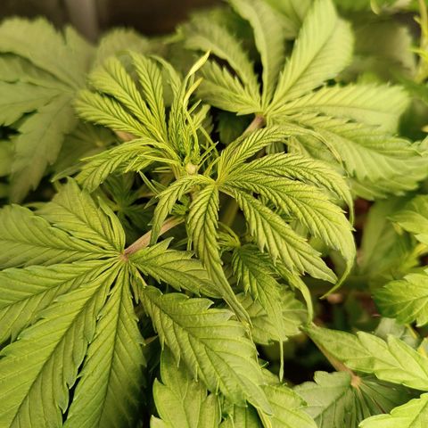 Purple CousKush  growlog timeline photo