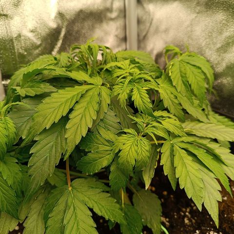 Purple CousKush  growlog timeline photo