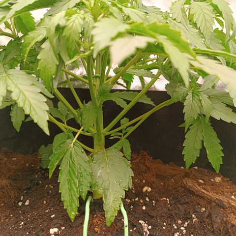 Purple CousKush  growlog timeline photo
