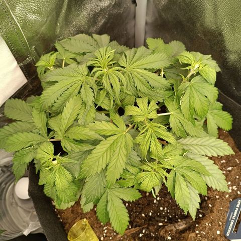 Purple CousKush  growlog timeline photo