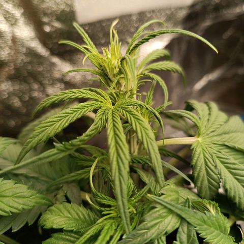 Fat Banana growlog timeline photo