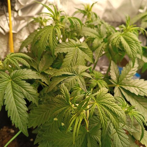 Fat Banana growlog timeline photo