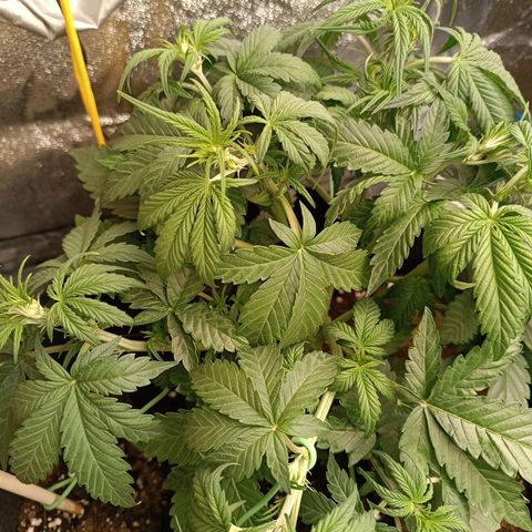 Fat Banana growlog timeline photo