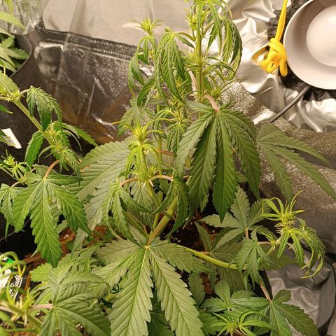 Gelato growlog timeline photo