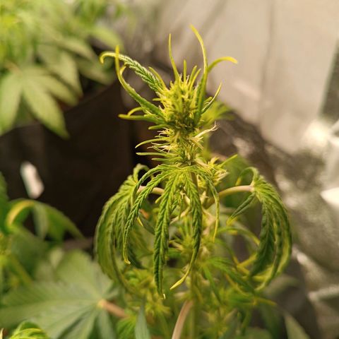 Gelato growlog timeline photo