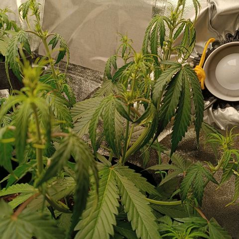 Gelato growlog timeline photo