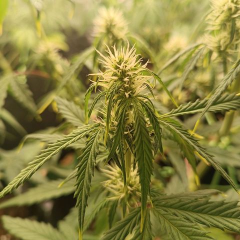 Gelato growlog timeline photo