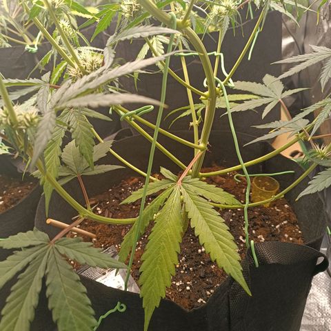 Gelato growlog timeline photo