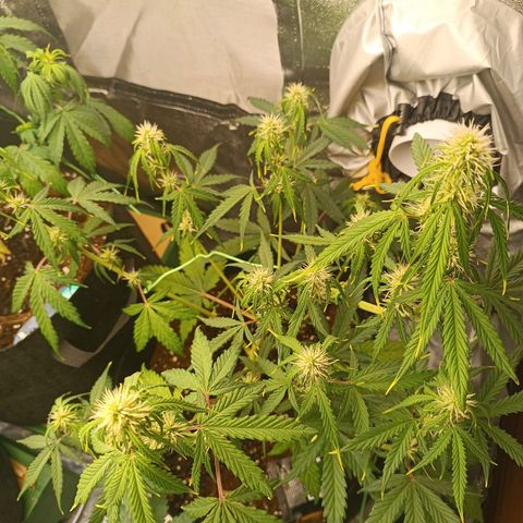Gelato growlog timeline photo