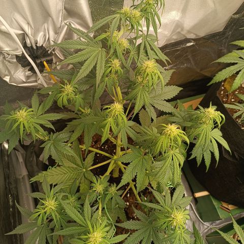 Fat Banana growlog timeline photo