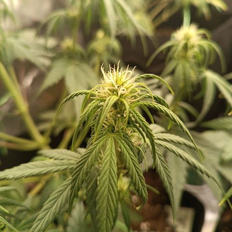 Fat Banana growlog timeline photo