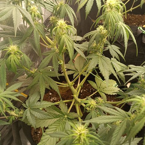 Fat Banana growlog timeline photo