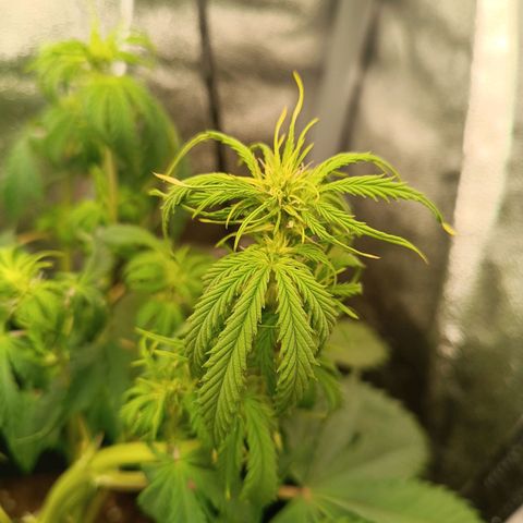 Purple CousKush  growlog timeline photo