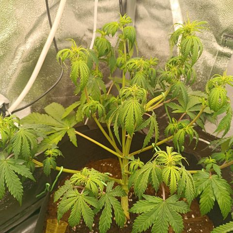 Purple CousKush  growlog timeline photo